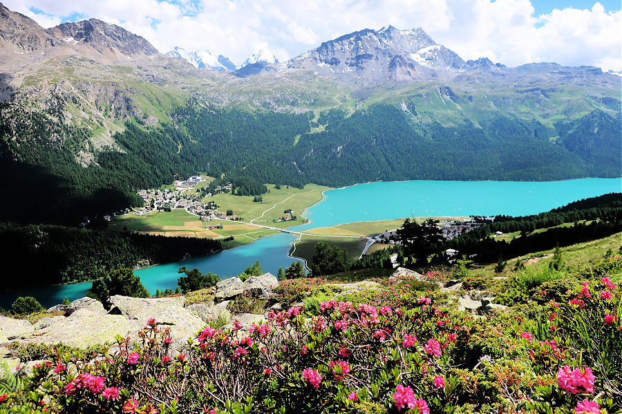 Suisse : VIDEO Silvaplana (la flore)