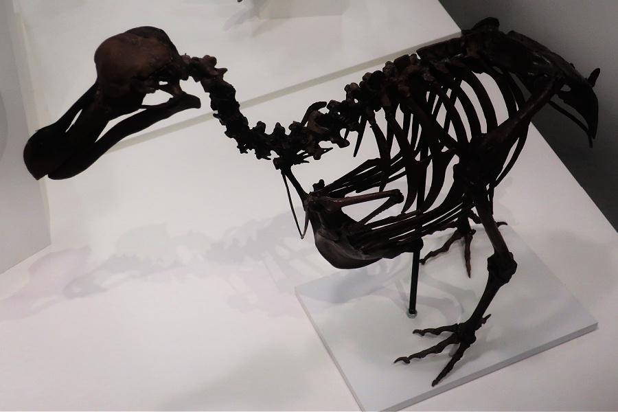 Canada : VIDEO Toronto (Musée Royal)