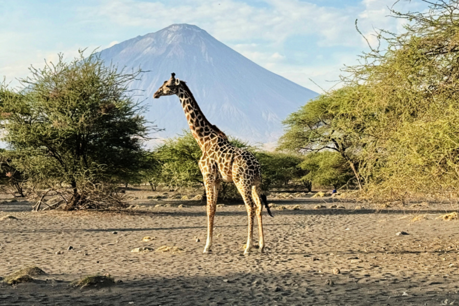 Afrique : VIDEO Tanzanie