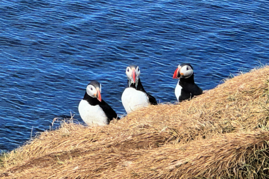 Islande : VIDEO Oiseaux