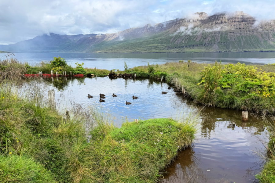 Islande : VIDEO présence aquatique