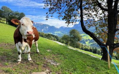 Italie : un long week-end au Sud Tyrol