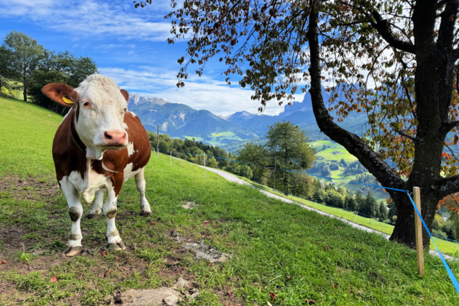 Italie : un long week-end au Sud Tyrol