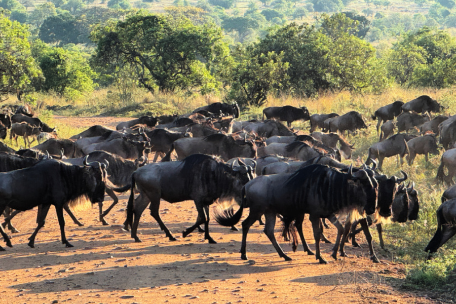 Afrique : VIDEO Tanzanie (les gnous)