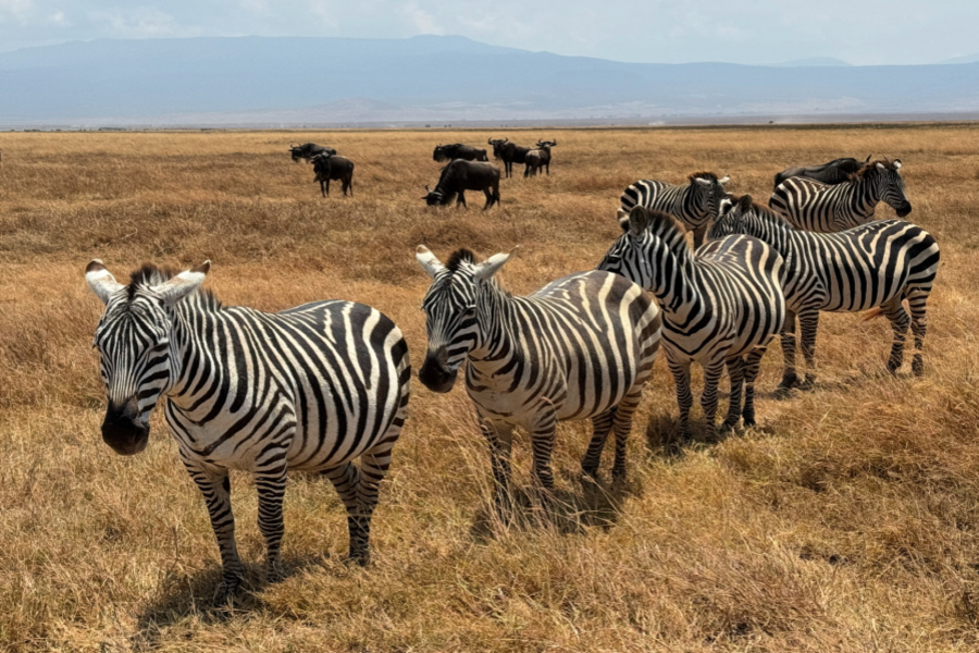 Afrique : VIDEO Tanzanie (les herbivores)
