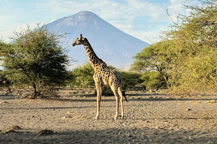Afrique : VIDEO Tanzanie (girafes)
